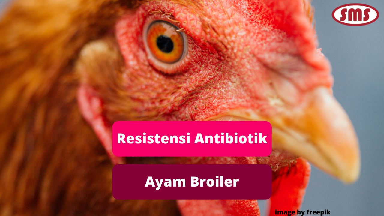 Dampak Resistensi Antibiotik Pada Ayam Broiler